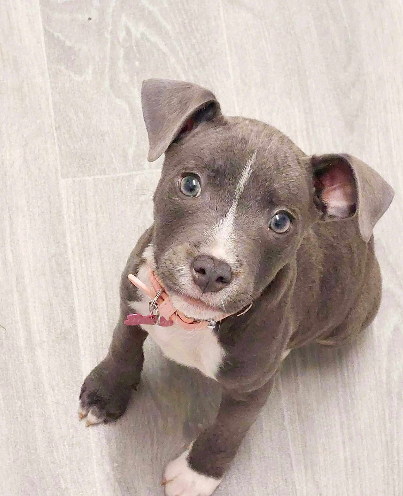 Nova