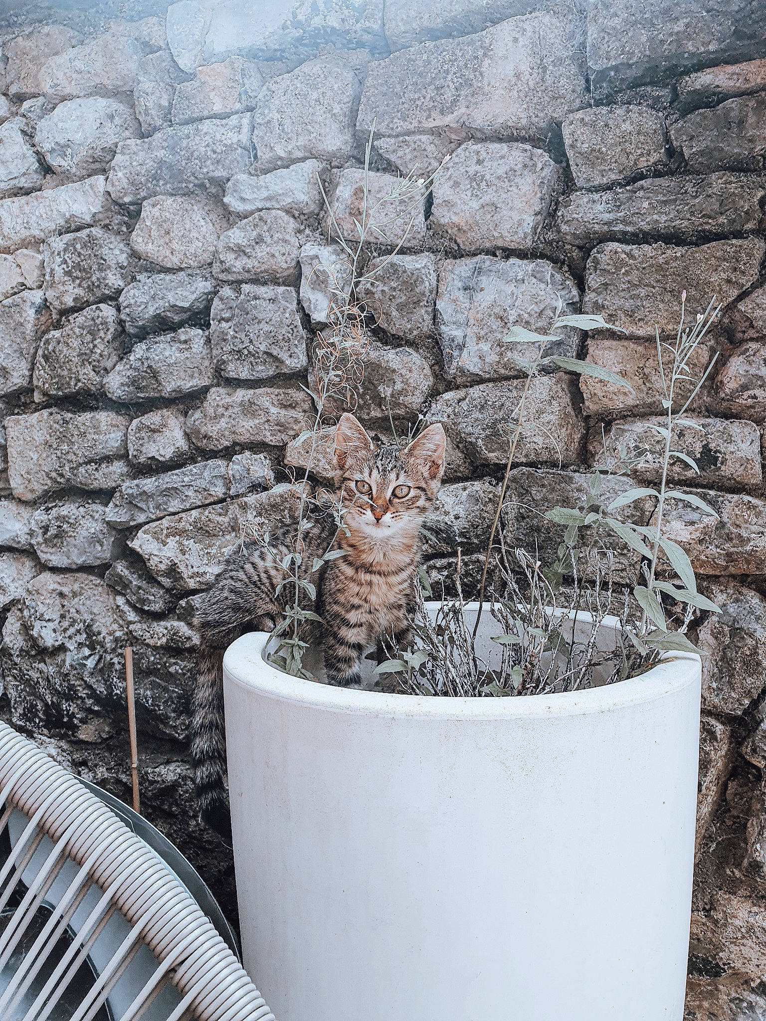 Balthazar a rejoint le concours — aidez-le/la à gagner de superbes lots ! automotive_tire, brick, brickwork, cat, concrete, design, felidae, flowerpot, grass, houseplant, landscape, metal, outdoor_furniture, plant, rock, roof, stone_wall, twig, winter, wood