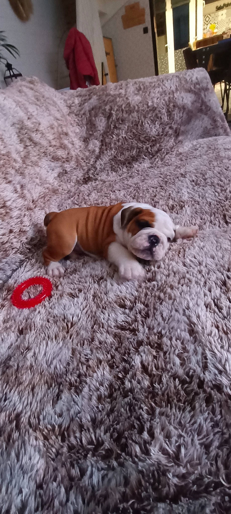 Balthazar participe au concours pour gagner de l'argent avec cette photo : bulldog, canidae, carnivore, comfort, companion_dog, dog, dog_breed, dog_supply, fawn, grass, pet_supply, plant, snout, soil, sporting_group, tail, terrestrial_animal, tree, wood, working_animal