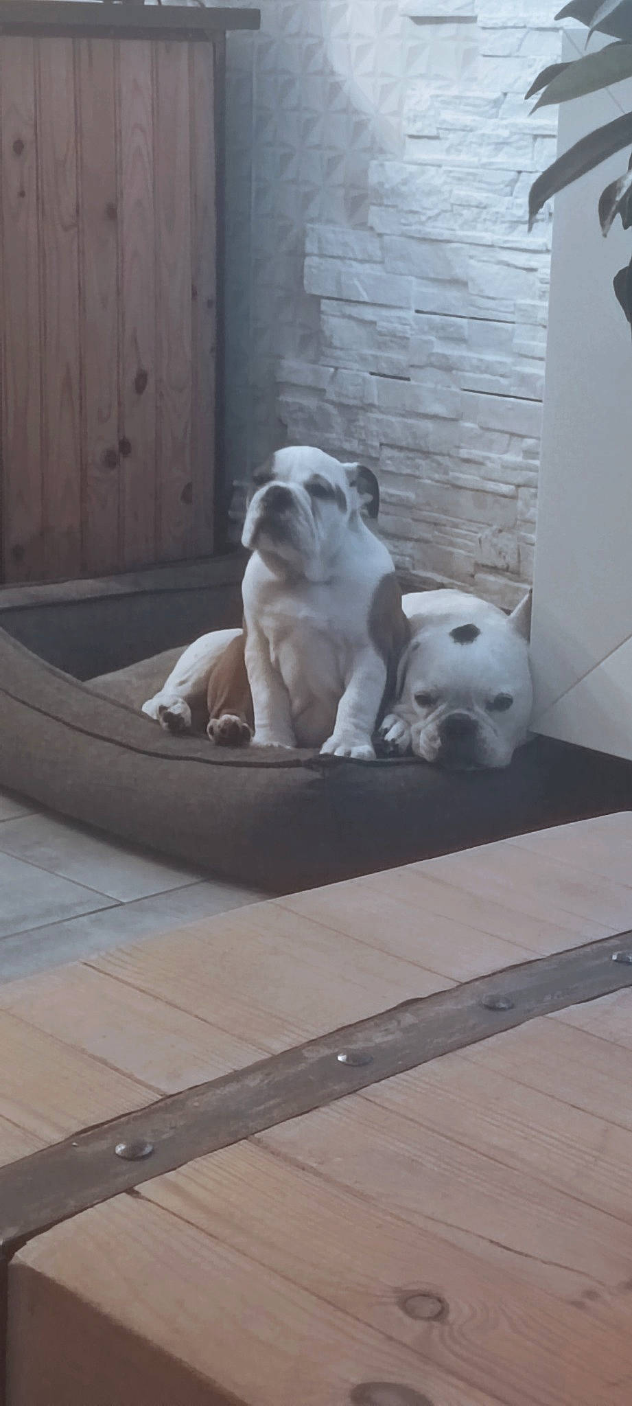 Balthazar a rejoint le concours — aidez-le/la à gagner de superbes lots ! canidae, carnivore, comfort, companion_dog, dog, dog_breed, dog_supply, door, fawn, flooring, hardwood, non_sporting_group, paw, porch, snout, sporting_group, tail, toy_dog, wood, working_animal