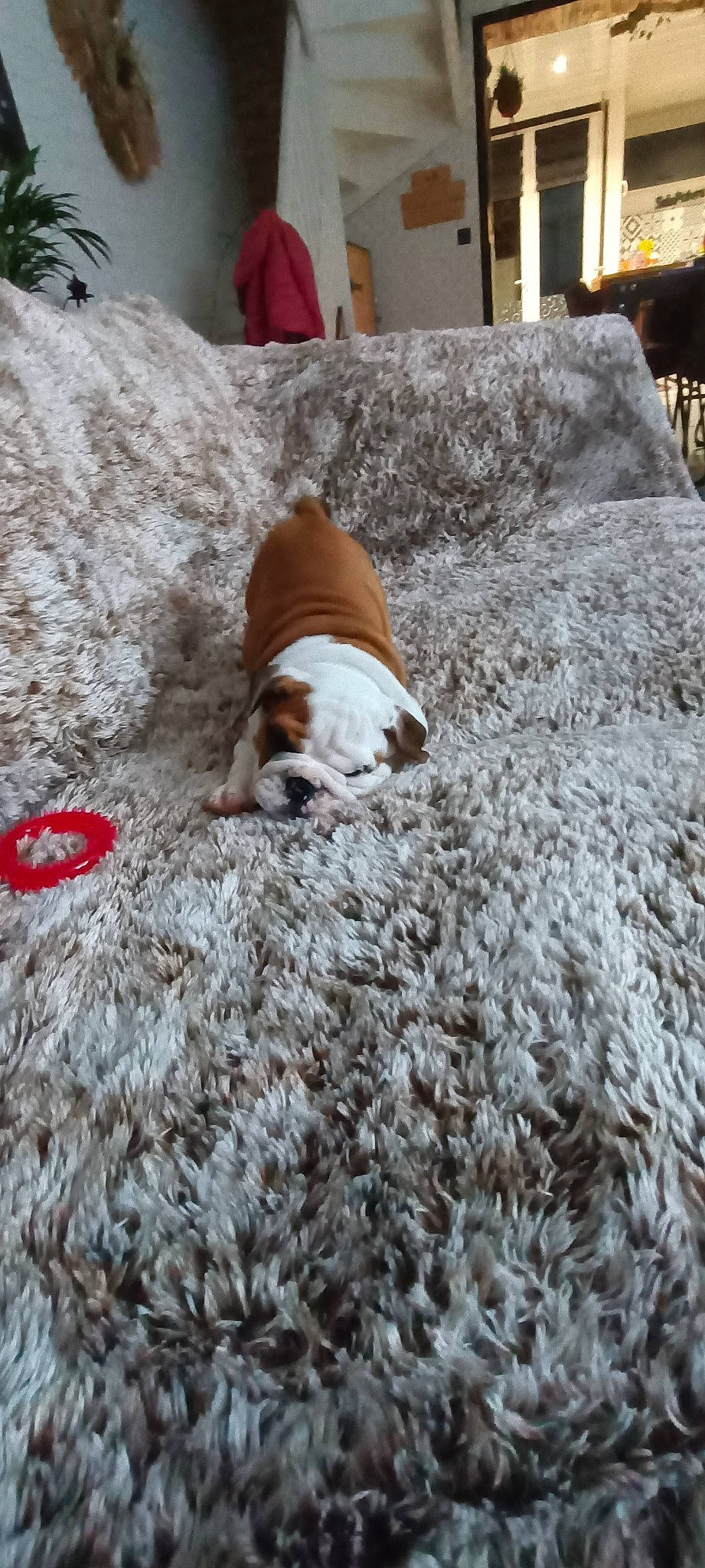 Balthazar a rejoint le concours — aidez-le/la à gagner de superbes lots ! canidae, carnivore, comfort, companion_dog, dog, dog_breed, fawn, freezing, fur, grass, linens, mammal, nap, pet_supply, snout, sporting_group, tail, winter, wood, working_animal