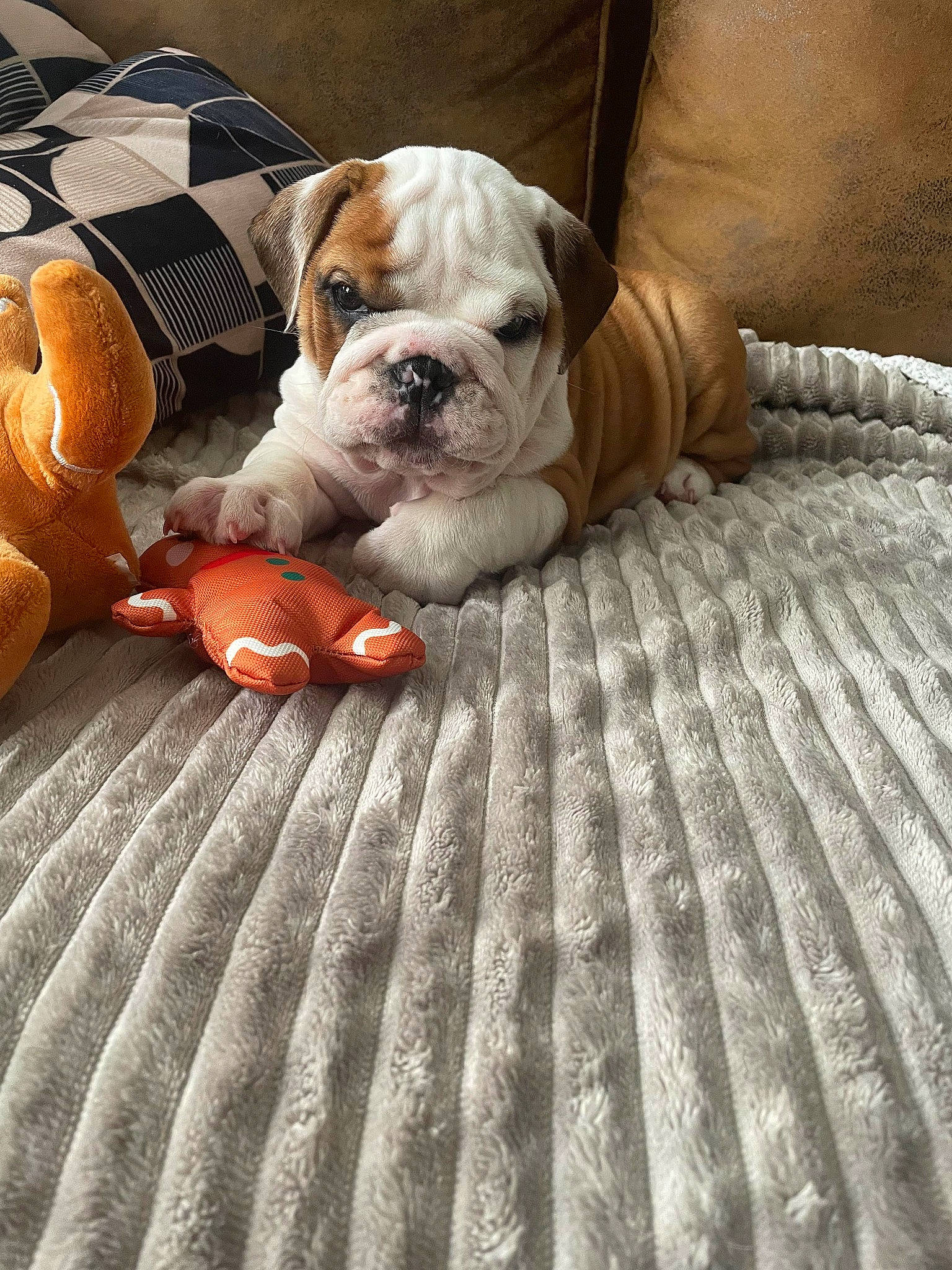 Balthazar participe au concours pour gagner de l'argent avec cette photo : bulldog, calabaza, canidae, carnivore, comfort, companion_dog, couch, dog, dog_breed, fawn, flooring, orange, pumpkin, snout, sporting_group, toy, toy_dog, whiskers, wood, wrinkle