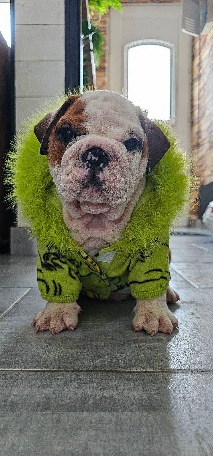 Balthazar participe au concours pour gagner de l'argent avec cette photo : bulldog, canidae, carnivore, companion_dog, dog, dog_breed, fawn, flooring, fur, grass, molosser, snout, sporting_group, terrestrial_animal, toy_dog, white_english_bulldog, window, working_animal, working_dog, wrinkle