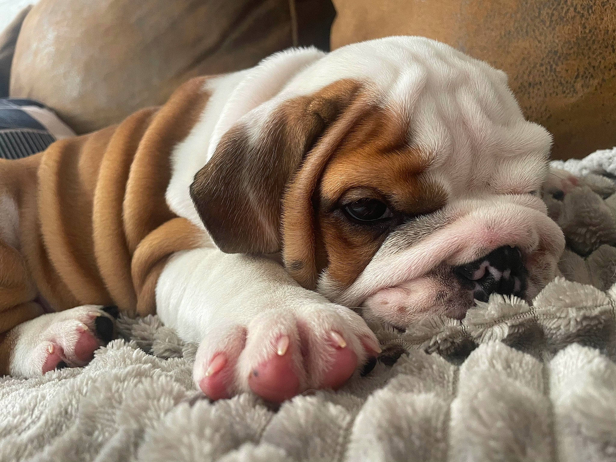 Balthazar a rejoint le concours — aidez-le/la à gagner de superbes lots ! bored, bulldog, canidae, carnivore, comfort, companion_dog, dog, dog_breed, fawn, liver, molosser, nap, paw, puppy_love, snout, sporting_group, whiskers, white_english_bulldog, working_animal, wrinkle