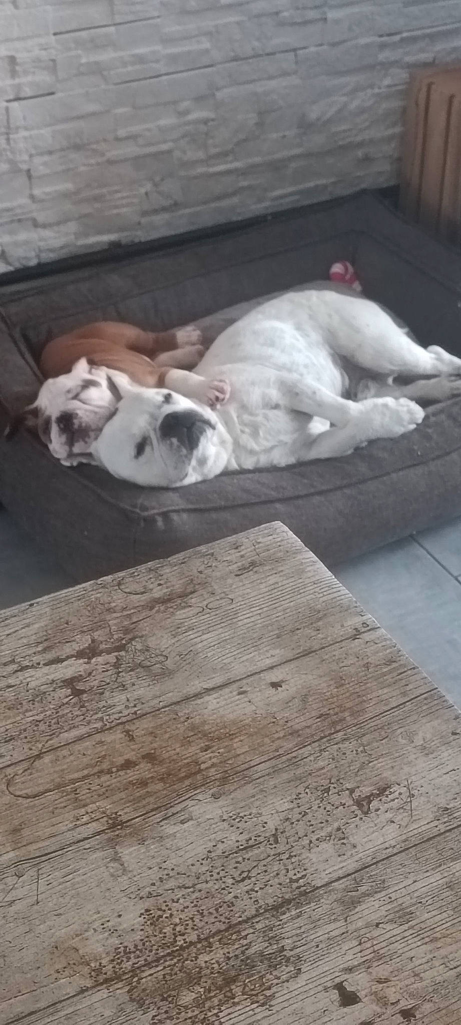 Balthazar participe au concours pour gagner de l'argent avec cette photo : canidae, carnivore, comfort, companion_dog, dog, dog_breed, fawn, floor, flooring, fur, grey, hardwood, linens, nap, non_sporting_group, plywood, snout, sporting_group, wood, wood_flooring