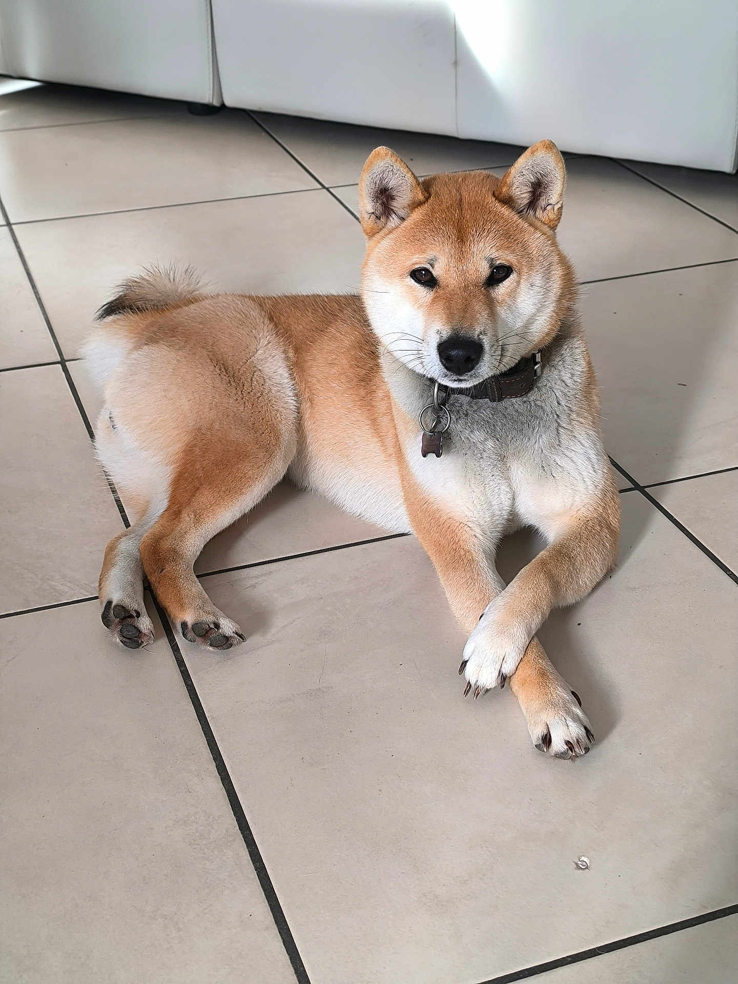 Vicky participe au concours pour gagner de l'argent avec cette photo : dog, shiba_inu, pet, animal, indoor, floor, tile, crossed_paws, fur, collar, canine, resting, relaxed, white_couch, ears, tail, brown_fur, black_nose, domestic, companion