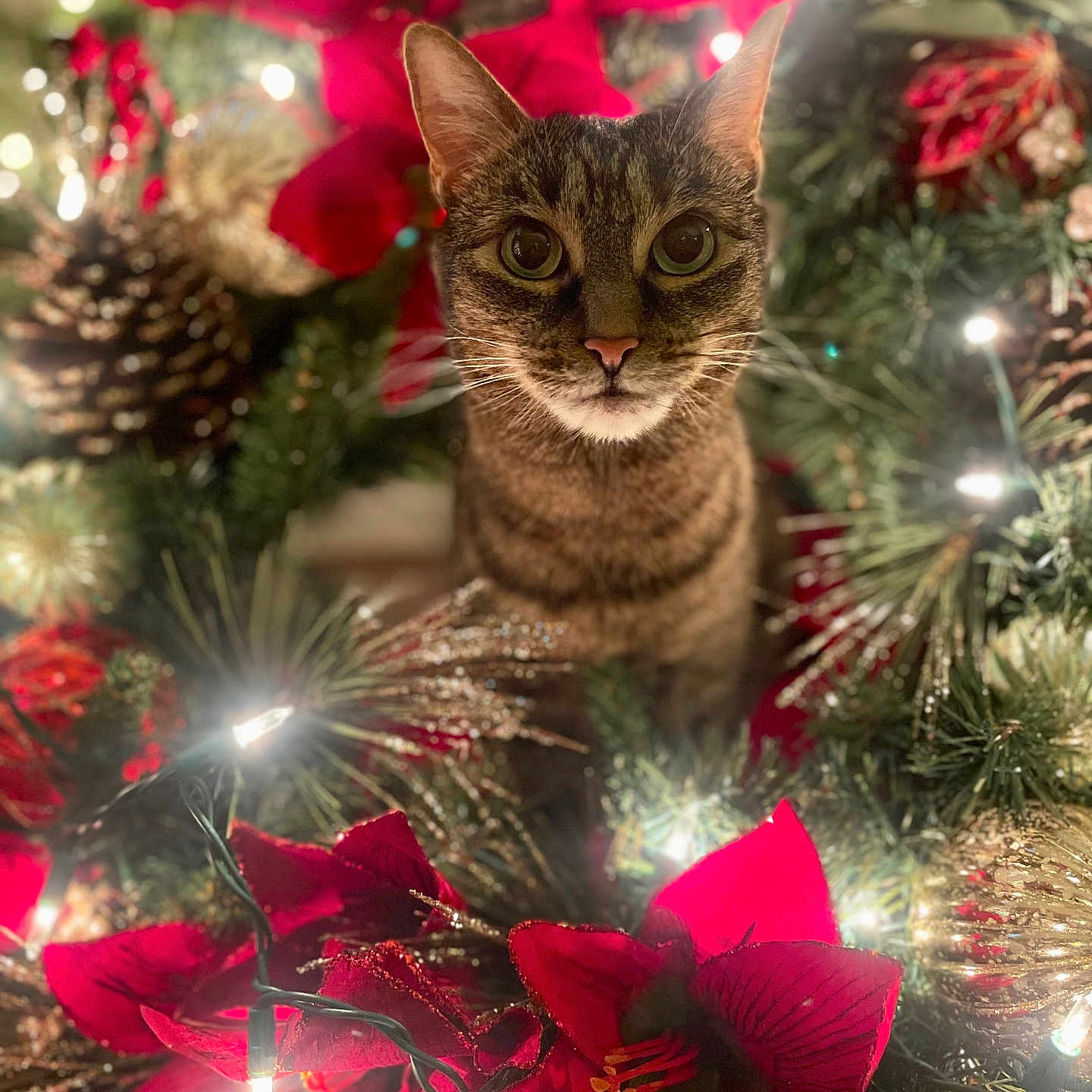 Kitten is registered to the contest to win money with this photo: abyssinian, accessories, animal, cat, christmas, christmasdecorations, christmastree, festival, flower, flowerarrangement, geranium, kitten, light, lighting, manx, ornament, pet, petal, plant, tree
