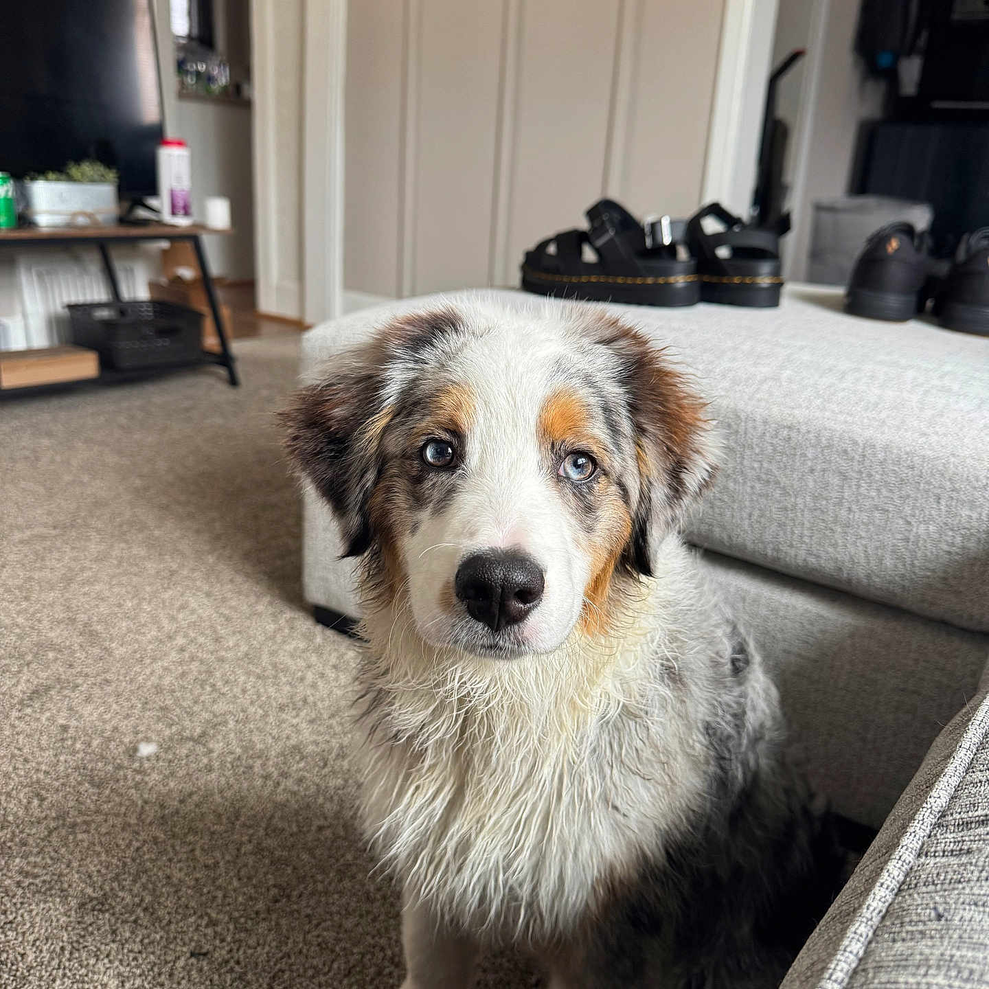 Finn joined the competition — help win amazing prizes! animal, architecture, building, canine, clothing, computerhardware, couch, dog, electronics, footwear, furniture, hardware, indoors, livingroom, monitor, pet, room, sandal, screen, tv