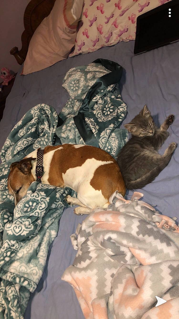 Max is registered to the contest to win money with this photo: basenji, canidae, carnivore, dog, dog_breed, fawn