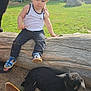 Lisandru participe au concours pour gagner de l'argent avec cette photo : toddler, child, log, grass, goat, dog, outdoor, sunlight, sandals, person, animal, farm, hand, nature, pet, summer, tree, playing, park, casual_clothing