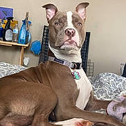 Luna is registered to the contest to win money with this photo: animal, bed, blanket, brown, canine, collar, comfort, dog, domestic, ears, face, furniture, household_items, indoor, living_room, looking_at_camera, pet, relaxed, resting, white