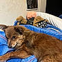 Lulu joined the competition — help win amazing prizes! animal, bedroom, blanket, blue_blanket, brown_dog, comfort, cozy, cute, dog, face_mask, fur, indoor, pet, plush_toy, relaxed, resting, skull_pattern, sleepy, soft, teddy_bear