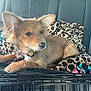 animal, backseat, blanket, cage, car_interior, collar, crate, cute, dog, domestic_animal, ears, fur, leopard_print, looking_away, metal, pet, puppy, resting, window, young_dog