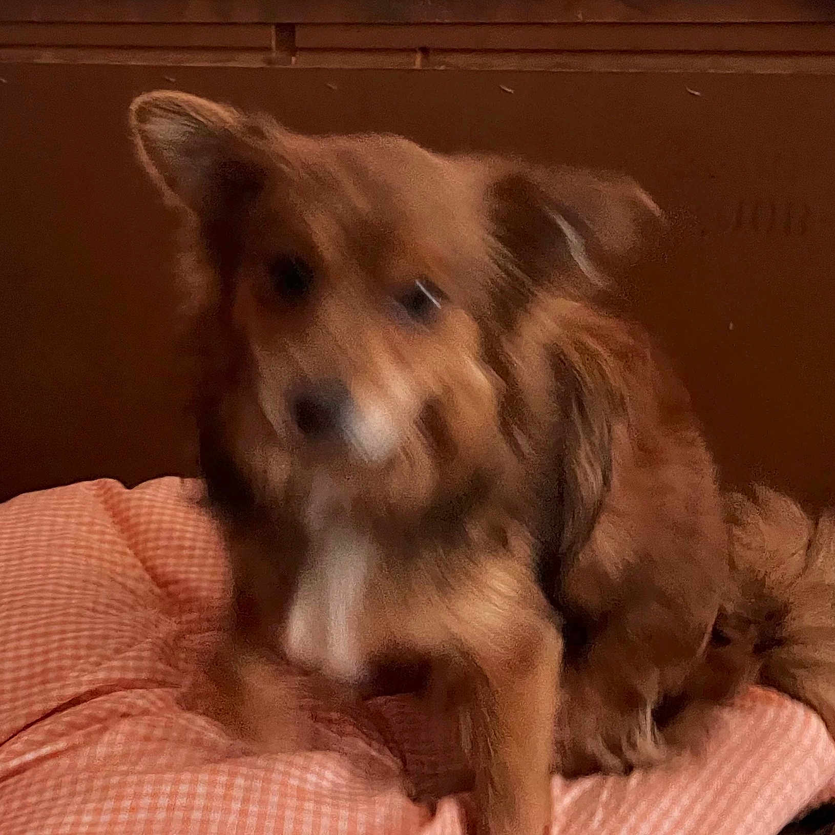 Lulu joined the competition — help win amazing prizes! animal, blurred, brown, canine, checkered, companion, cozy, cushion, cute, dog, ears, fur, furry, home, indoor, pet, pink, sitting, small_dog, tail
