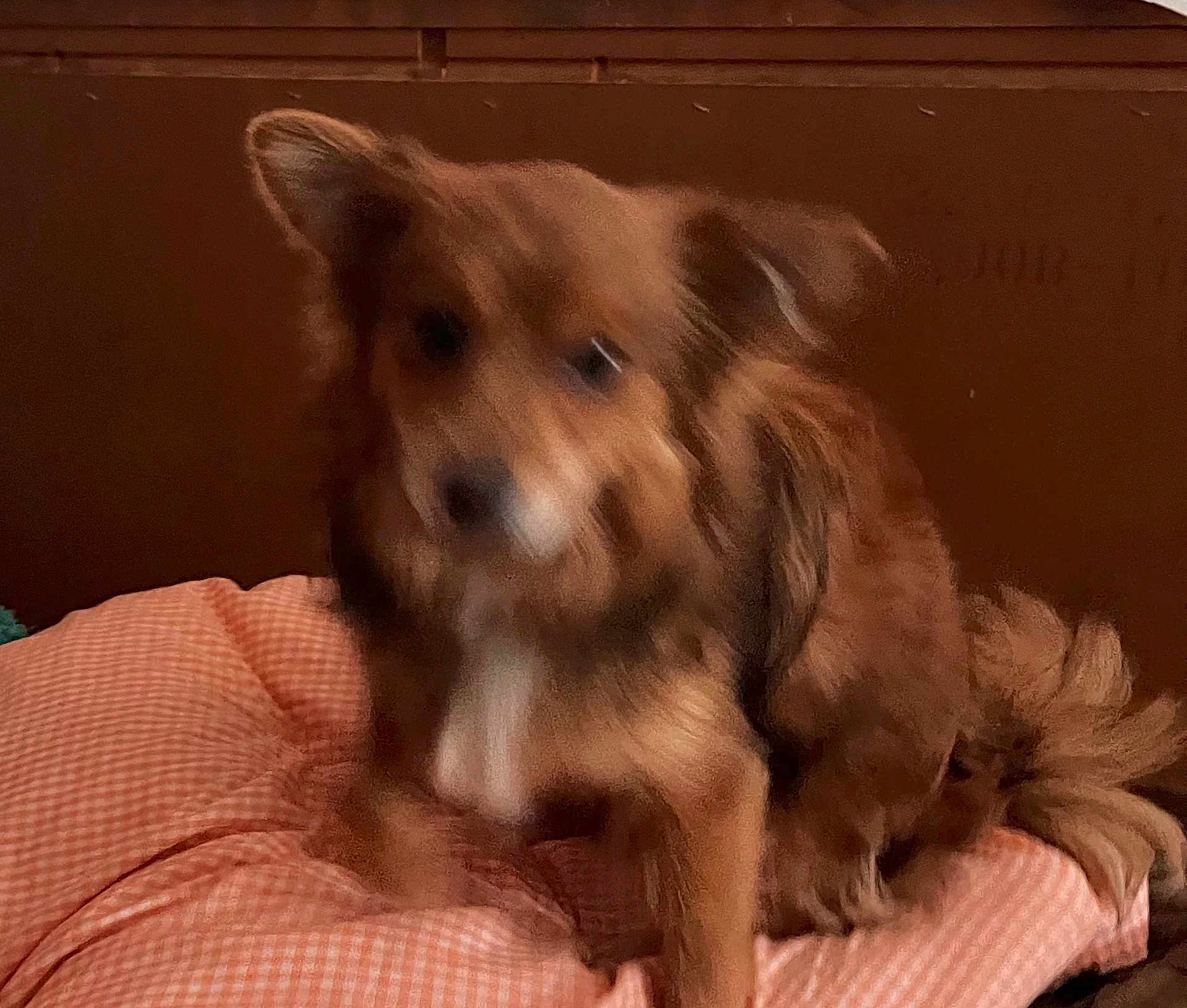 Lulu