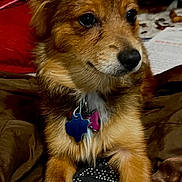 Lulu joined the competition — help win amazing prizes! dog, brown_fur, fluffy_ears, black_nose, animal_paws, collar, id_tags, indoor, blanket, fabric, paper, resting, looking_away, curious, pet, cute, close_up, domestic_animal, furry, companion