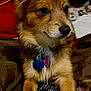 dog, brown_fur, fluffy_ears, black_nose, animal_paws, collar, id_tags, indoor, blanket, fabric, paper, resting, looking_away, curious, pet, cute, close_up, domestic_animal, furry, companion