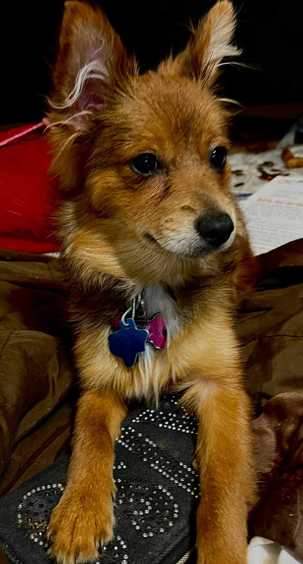 Lulu