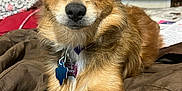 Lulu is registered to the contest to win money with this photo: animal, bed, blanket, brown, close_up, collar, comfort, cozy, cute, dog, ears, fur, furry, indoor, looking_at_camera, pet, portrait, resting, small_dog, tag