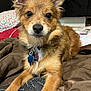 animal, bed, blanket, brown, close_up, collar, comfort, cozy, cute, dog, ears, fur, furry, indoor, looking_at_camera, pet, portrait, resting, small_dog, tag