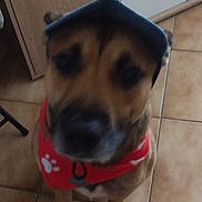 Marley a rejoint le concours — aidez-le/la à gagner de superbes lots ! animal, bandana, blur, brown_fur, canine, cap, close_up, collar, dog, domestic_animal, floor, headwear, indoor, paw_print, pet, pet_accessory, standing, tile, tile_floor, wooden_furniture