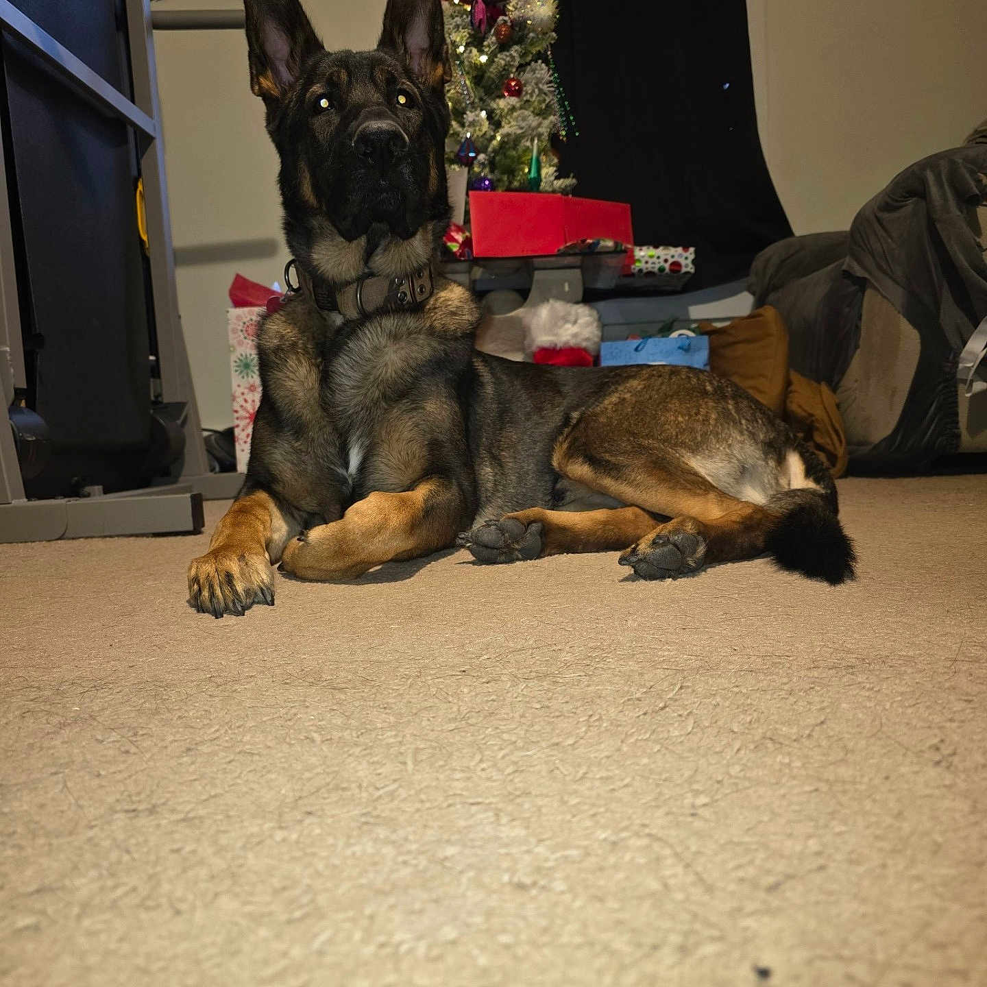 Leonidas joined the competition — help win amazing prizes! accessories, animal, architecture, bag, box, building, bulldog, canine, couch, dog, frenchbulldog, furniture, germanshepherd, handbag, indoors, interiordesign, livingroom, pet, puppy, room