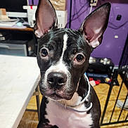 Babygirl joined the competition — help win amazing prizes! dog, black_and_white, indoor, table, ears, pet, curious, close_up, floor, collar, household_items, purple_wall, furniture, looking_at_camera, animal, canine, domestic, portrait, young_dog, companion