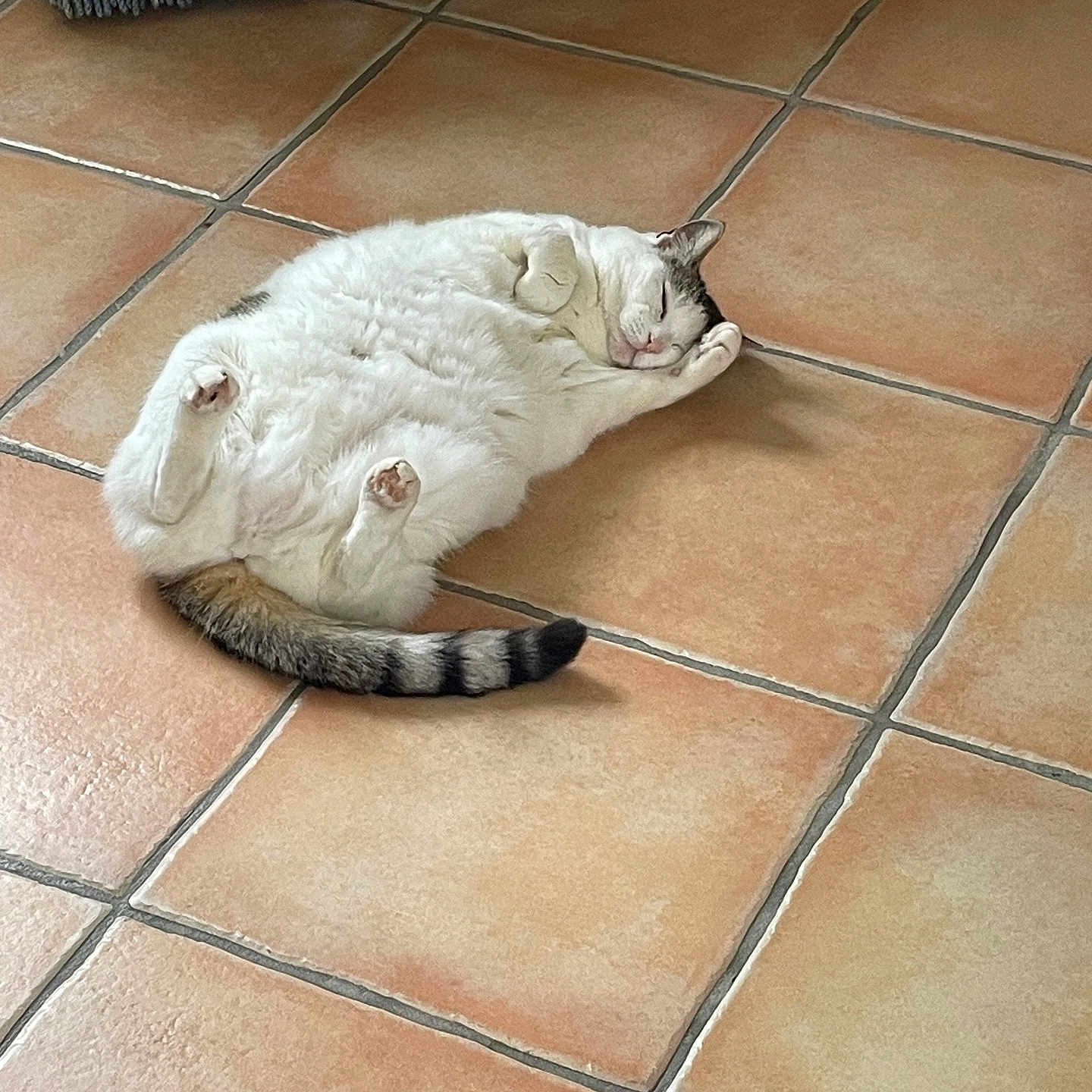Louloute participe au concours pour gagner de l'argent avec cette photo : animal, calm, cat, cozy, cute, domestic, feline, floor, indoor, lying_down, mammal, paws, pet, relaxed, resting, sleeping, tabby_tail, tile_floor, whiskers, white_fur
