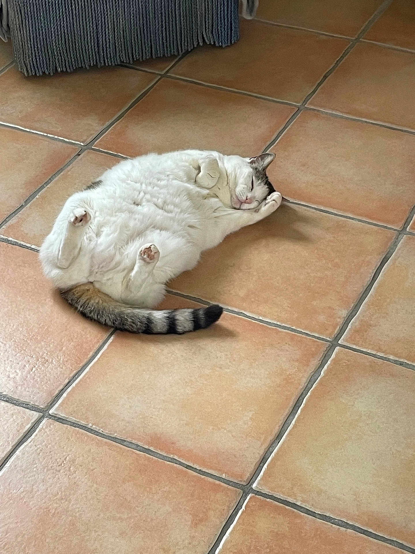 Louloute participe au concours pour gagner de l'argent avec cette photo : cat, animal, pet, relaxed, lying_down, floor, indoor, tile_floor, white_fur, tabby_tail, cute, sleeping, paws, cozy, domestic, feline, resting, calm, mammal, whiskers