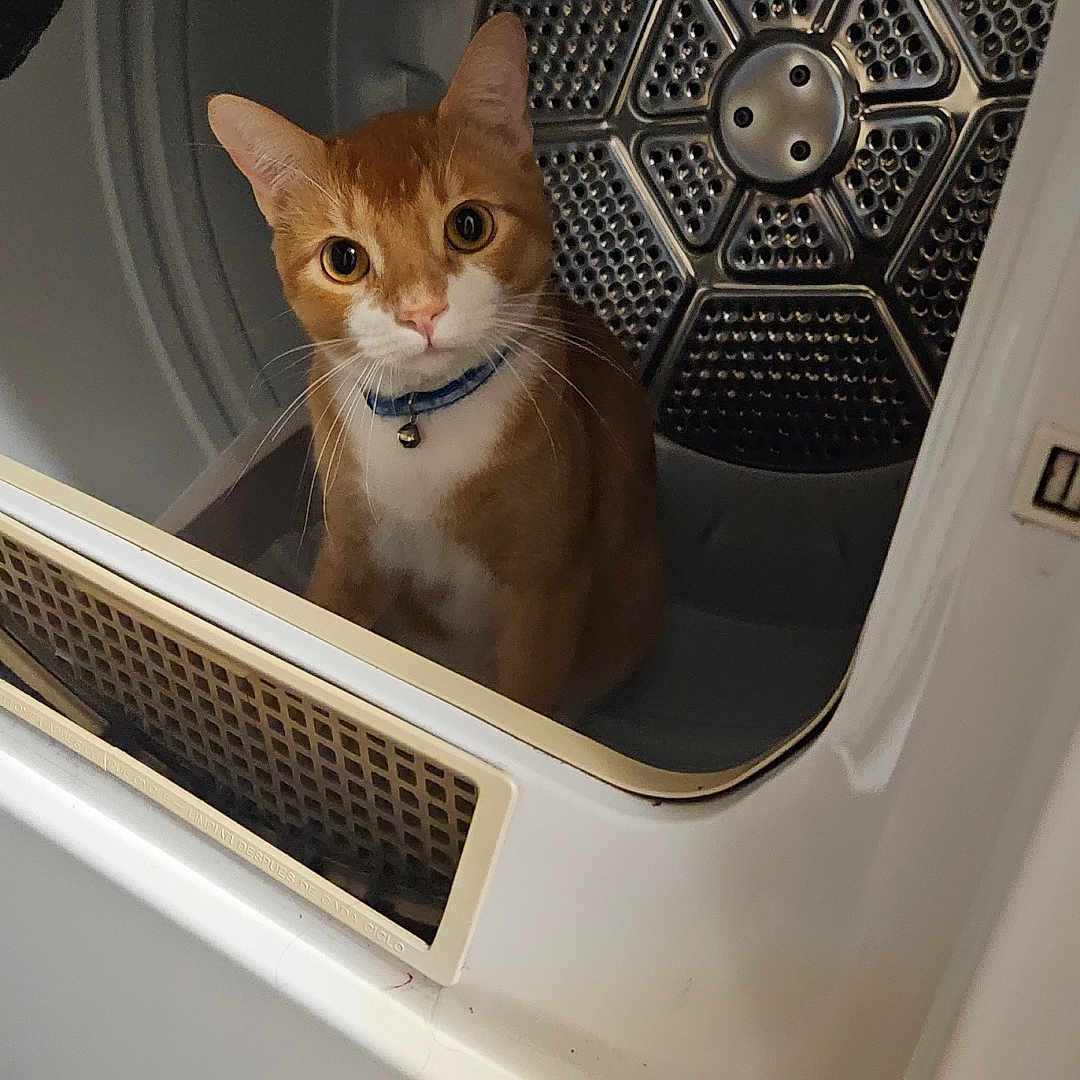 Oliver joined the competition — help win amazing prizes! animal, appliance, cat, closeup, collar, curious, cute, domestic, dryer, eye_contact, feline, household, indoor, metal, orange_cat, pet, sitting, vent, whiskers, white_cat