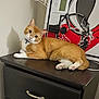 cat, ginger_cat, white_cat, feline, pet, indoor, furniture, dresser, basketball_hoop, curious, relaxed, paws, collar, shadow, wall, black_surface, orange, white, domestic_animal, cute