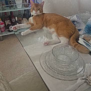 Oliver is registered to the contest to win money with this photo: cabinet, carpet, cat, chair, curious, dining_room, dishes, furniture, glass_table, glassware, indoor, liquor_bottles, napkin, orange_cat, pet, relaxed, sunlight, table_setting, white_cat, window