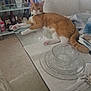 cabinet, carpet, cat, chair, curious, dining_room, dishes, furniture, glass_table, glassware, indoor, liquor_bottles, napkin, orange_cat, pet, relaxed, sunlight, table_setting, white_cat, window