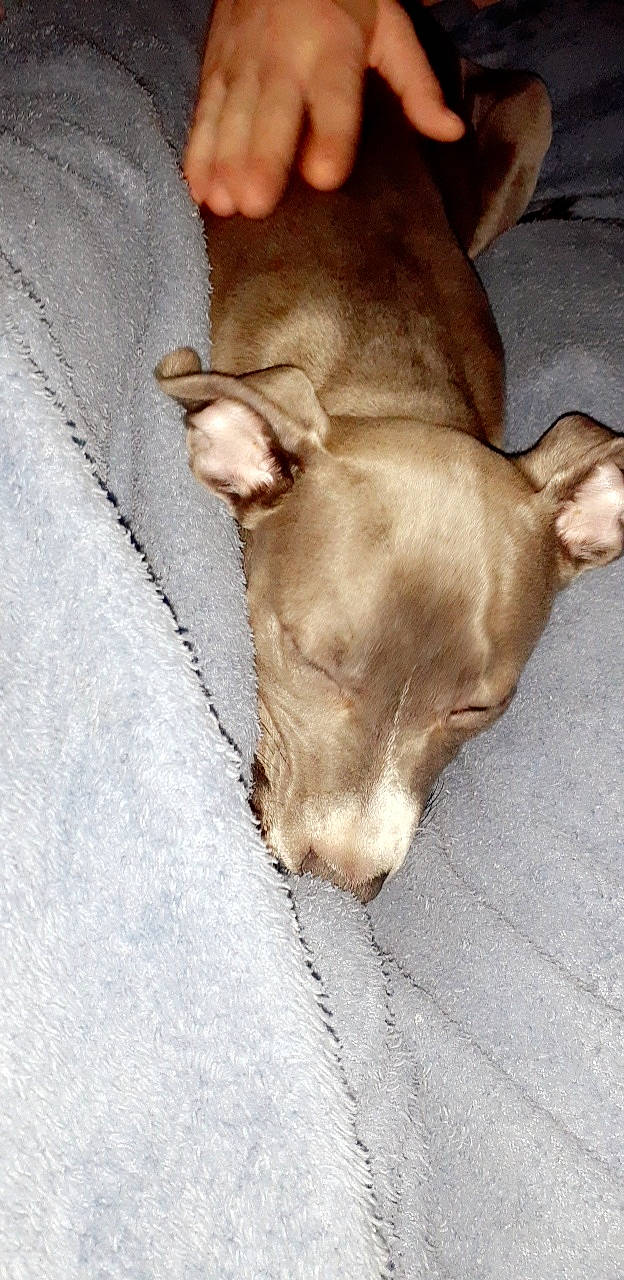 Luna is registered to the contest to win money with this photo: canidae, carnivore, dog, dog_breed, ear, fawn, feist, italian_greyhound, mammal, non_sporting_group, snout, sporting_group, toy_dog