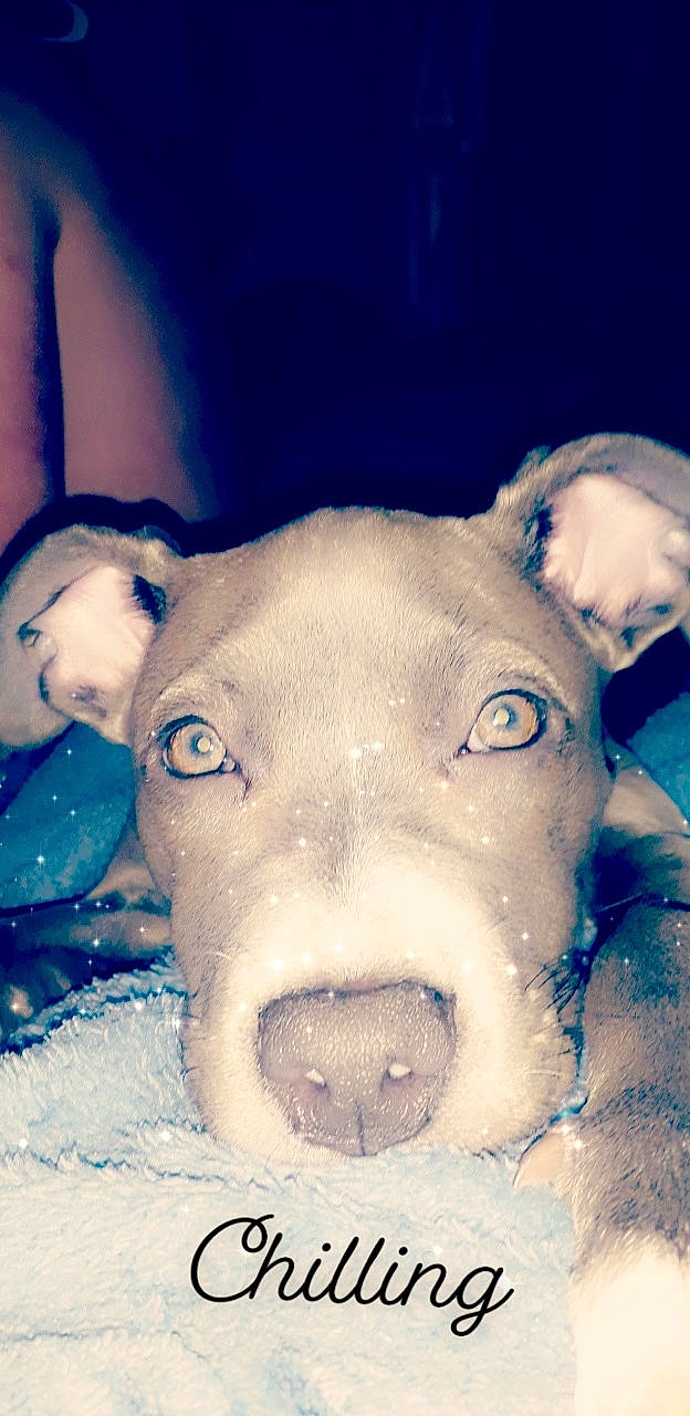 Luna is registered to the contest to win money with this photo: american_pit_bull_terrier, american_staffordshire_terrier, canidae, carnivore, dog, dog_breed, ear, eye, fawn, head, jaw, non_sporting_group, nose, pit_bull, snout, sporting_group, water