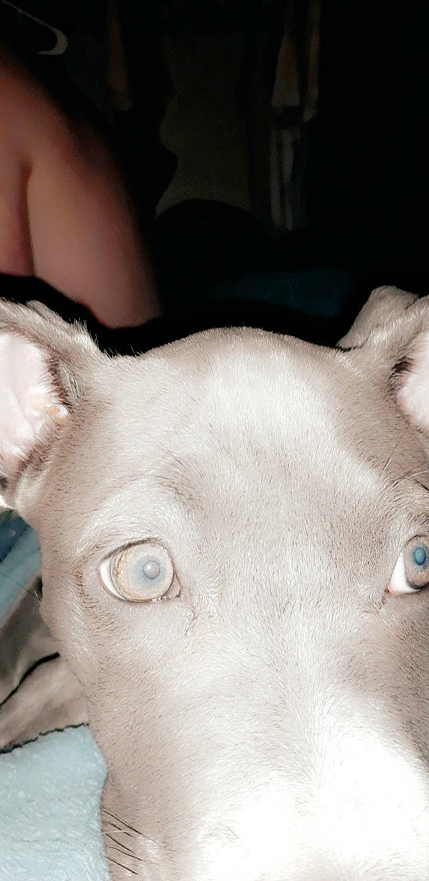 Luna is registered to the contest to win money with this photo: canidae, carnivore, companion_dog, dog, dog_breed, ear, eye, fawn, head, italian_greyhound, mammal, non_sporting_group, nose, skin, snout, toy_dog, whiskers