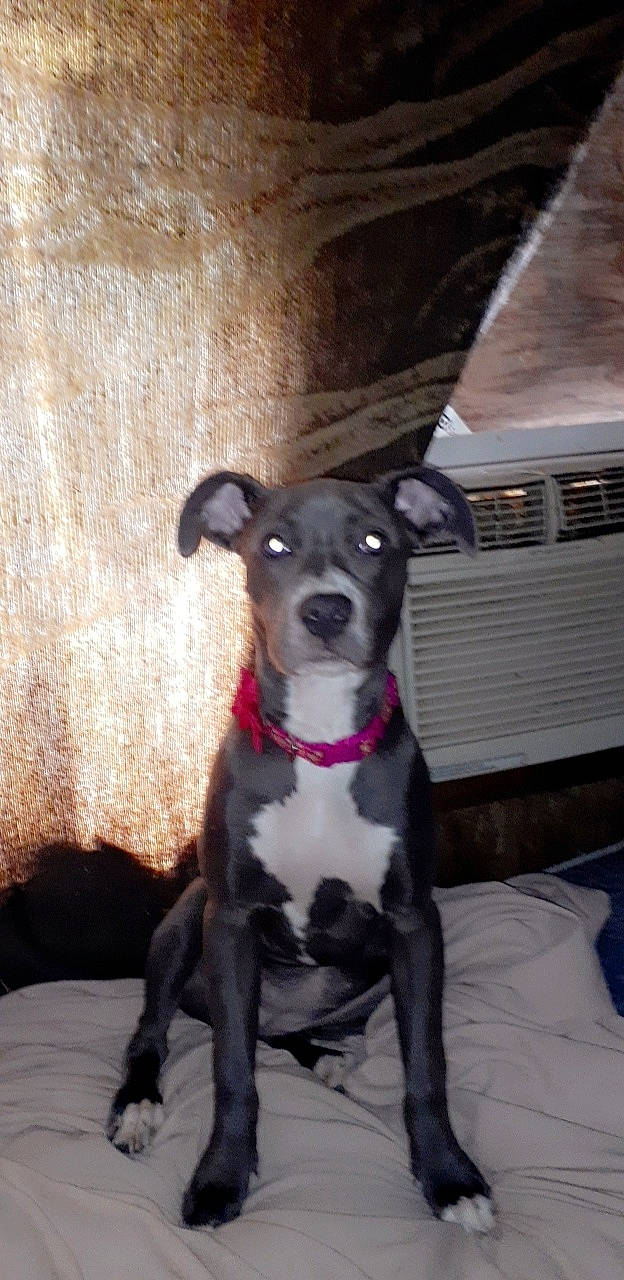 Luna joined the competition — help win amazing prizes! american_pit_bull_terrier, american_staffordshire_terrier, canidae, carnivore, dog, dog_breed, fawn, feist, mammal, non_sporting_group, pit_bull, rare_breed_dog, snout, sporting_group, staffordshire_bull_terrier, vertebrate