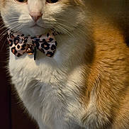 Pistol joined the competition — help win amazing prizes! cat, orange, white, bow_tie, leopard_print, bell, pet, animal, feline, fur, whiskers, ears, paws, wooden_surface, indoor, portrait, cute, domestic, sitting, close_up