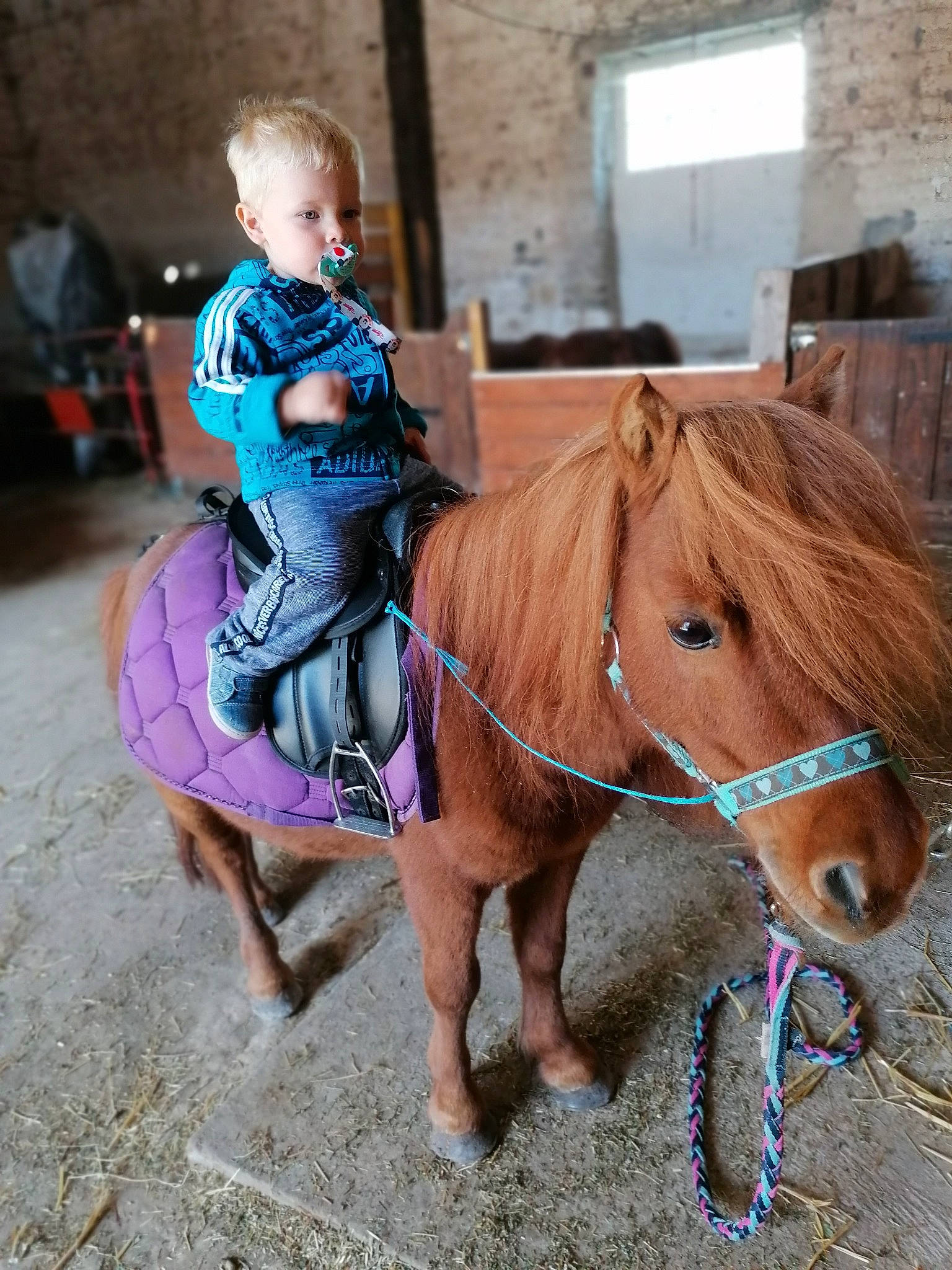 Lenny a rejoint le concours — aidez-le/la à gagner de superbes lots ! bridle, child, halter, horse, horse_grooming, horse_supplies, horse_tack, joy, mane, mare, pack_animal, person, pony, recreation, rein, saddle, shetland_pony, vacation, working_animal