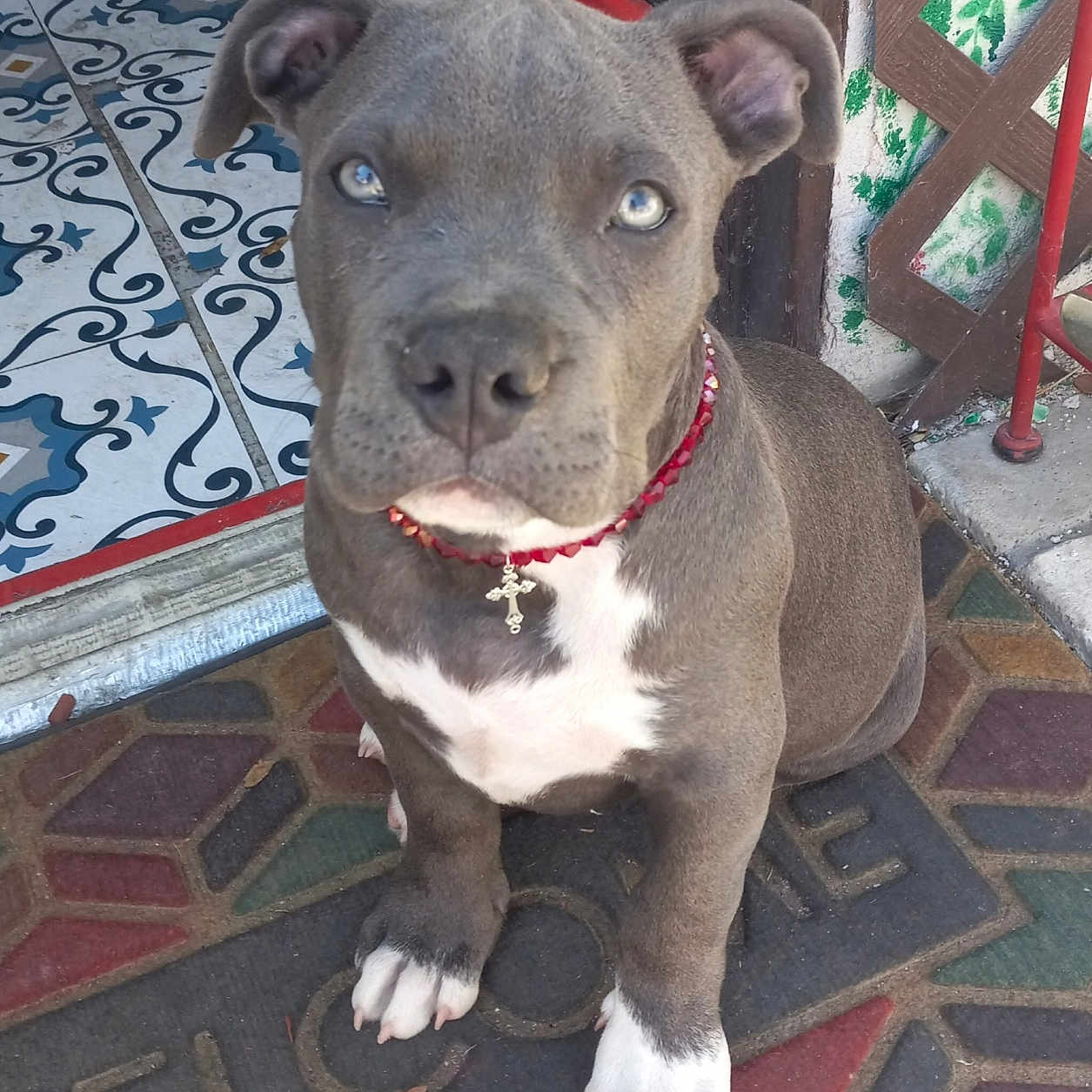 Koda