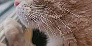Shanks a rejoint le concours — aidez-le/la à gagner de superbes lots ! cat, orange_tabby, close_up, whiskers, fur, window, curious, side_profile, pet, animal, indoor, natural_light, soft_focus, looking_out, domestic_cat, mammal, cute, feline, closeup, portrait