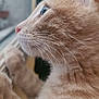 cat, orange_tabby, close_up, whiskers, fur, window, curious, side_profile, pet, animal, indoor, natural_light, soft_focus, looking_out, domestic_cat, mammal, cute, feline, closeup, portrait