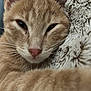 cat, orange_tabby, close_up, feline, whiskers, sleepy, cozy, blanket, soft_texture, fur, pet, animal, resting, cute, domestic_cat, indoor, relaxed, pink_nose, ears, face