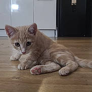 Shanks participe au concours pour gagner de l'argent avec cette photo : kitten, cat, ginger_cat, floor, wooden_floor, indoor, pet, animal, curious, young, feline, ears, paws, tail, home, kitchen, cabinet, appliance, cute, domestic