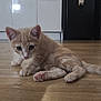 kitten, cat, ginger_cat, floor, wooden_floor, indoor, pet, animal, curious, young, feline, ears, paws, tail, home, kitchen, cabinet, appliance, cute, domestic