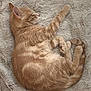 cat, ginger_cat, sleeping, curled_up, fluffy_blanket, tabby, pet, fur, cozy, resting, animal, cute, domestic_cat, whiskers, paw, tail, soft_texture, indoor, relaxation, peaceful