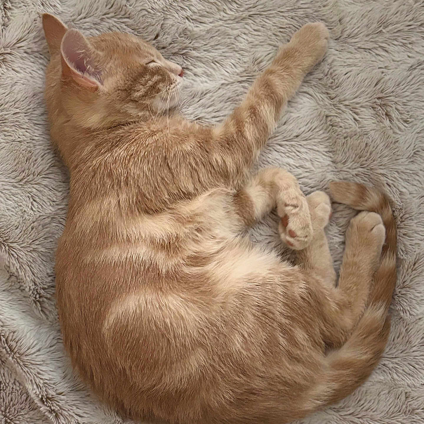 Shanks a rejoint le concours — aidez-le/la à gagner de superbes lots ! animal, cat, cozy, curled_up, cute, domestic_cat, fluffy_blanket, fur, ginger_cat, indoor, paw, peaceful, pet, relaxation, resting, sleeping, soft_texture, tabby, tail, whiskers