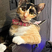 Willow joined the competition — help win amazing prizes! animal, calico_cat, cat, closeup, collar, curious, cute, domestic_animal, ears, feline, indoor, paw, pet, pink_collar, portrait, posing, relaxed, resting, whiskers, wooden_furniture