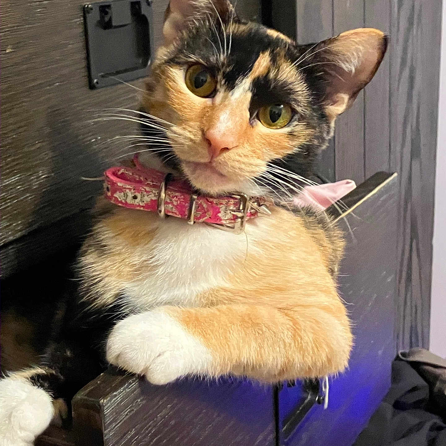 Willow