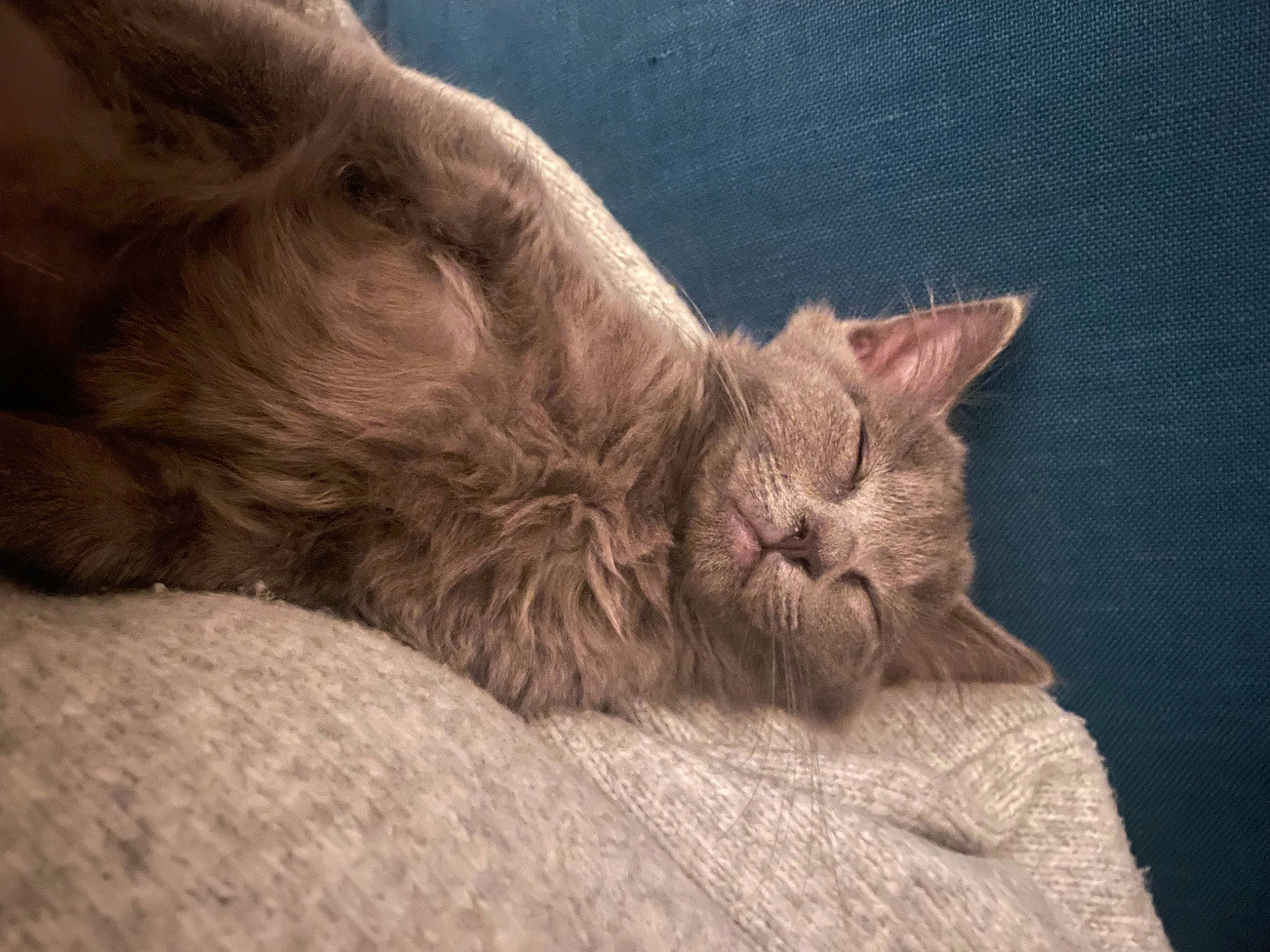 Tunka a rejoint le concours — aidez-le/la à gagner de superbes lots ! carnivore, cat, cat_bed, cat_supply, claw, comfort, domestic_short_haired_cat, eye, fawn, felidae, fur, nap, paw, sleep, small_to_medium_sized_cats, snout, terrestrial_animal, whiskers